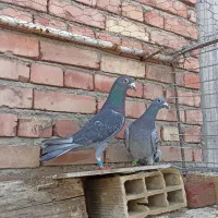 کبوتر اصل مسافت