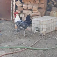 خروس براکل سیلور