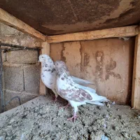 یک جفت کبوتر کاشونی با یک عدد کله ای نر