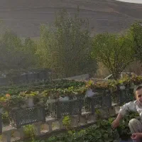 گل و گیاه|گل و گیاه طبیعی|اهر, |دیوار