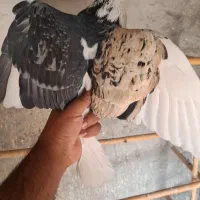 شازده نر دو‌رنگ