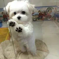 maltipoo dog jibi