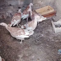 طبیعی بوقلمون|حیوانات مزرعه|مشگین شهر, |دیوار