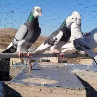 کفتر|پرنده|شیراز, بعثت|دیوار