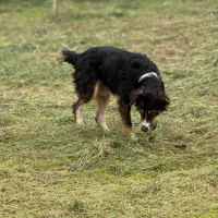 سگ بومی مو بلند|سگ|رشت, گلسار|دیوار