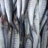 ماهی چنگو تازه رسید|خوردنی و آشامیدنی|فسا, |دیوار