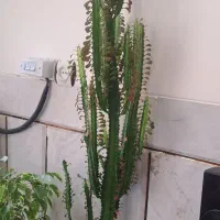 افوربیا قرمز