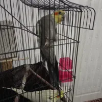 دو جفت عروس هلند سالم نر ماده|پرنده|شبستر, |دیوار