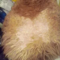 معاوضه باپرنده