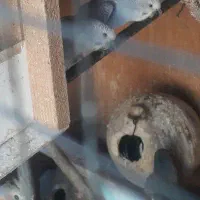 مرغ عشق فروشی|پرنده|بندرعباس, |دیوار