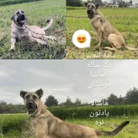 سگ ماده گم شده