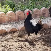 خروس مینیاتوریو دوتا غاز بالغ