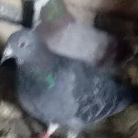 تعدادی کبوتر در سیرجان|پرنده|شهر بابک, |دیوار