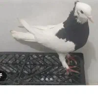 کبوتر طوق ی