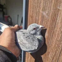 کفتر پلاکی مسافتی جان اردن خالص