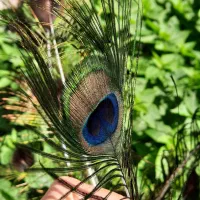 پرطاووس طبیعی|صنایع دستی و سایر لوازم تزئینی|رشت, هلال احمر|دیوار