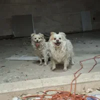 جسی وجیمی|سگ|قم, کلهری|دیوار