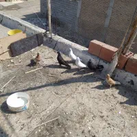 کبوتر