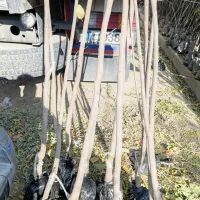 قابل توجه همکاران نهال فروش در سراسر کشور|خدمات باغبانی و درختکاری|همدان, |دیوار