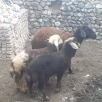 میش‌دوقلو‌ چهار‌دندان