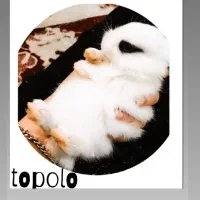 خرگوش توپولو مینیاتوری