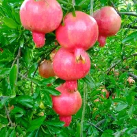 انار کوهمره (روستای کره بس)