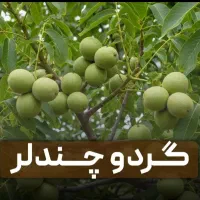 سلام خسته نباشید همه نو درخت میوه دیر گل