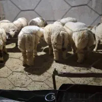 فروش بره پلواری