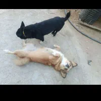 نرماده پامر