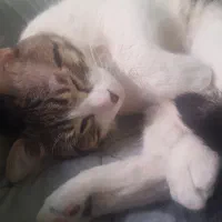 واگذاریdshرایگان