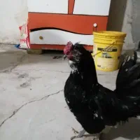 خروس گلین