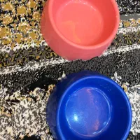 وسایل سگ|لوازم جانبی حیوانات|پرند, فاز ۶|دیوار