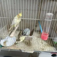 عروس هلندی دستی|پرنده|مشهد, کارگران|دیوار