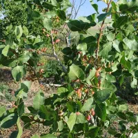 فروش باغ داخل بافت شهریامچی دوربرمسکونی|فروش زمین و ملک کلنگی|یامچی, |دیوار