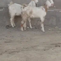 بزپاکستانی تکه خورده