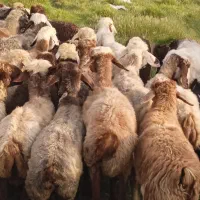 ۲۸ راس شیشک میش ترکی بختیاری بره دار