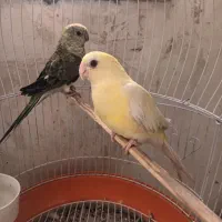 دوعدد طوطی اوازخوان جوجه امسال