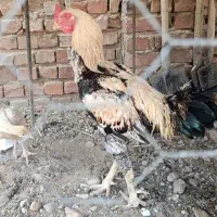 خروس لاری اصیل ضمانتی