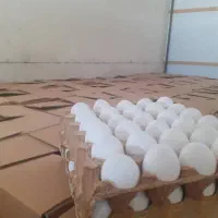 کارگر مرغداری