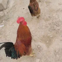 خروس|حیوانات مزرعه|جره و بالاده, |دیوار