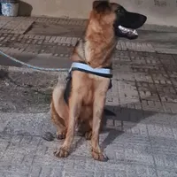 فروش ۲سگ بالغ نر و ماده و بچه ۲تا نژاد ژرمن شپرد