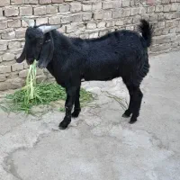 بزغاله|حیوانات مزرعه|زاهدان, |دیوار