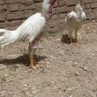 مرغ و خروس لاری نژاد دار