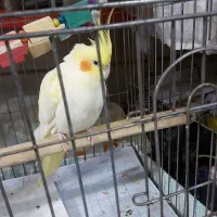 عروس هلندی ماده اماده جفت گیری