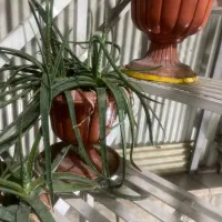 گل الوورا