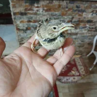 قناری طبیعت نر|پرنده|قزوین, |دیوار