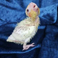 جوجه عروس هلندی لوتینو