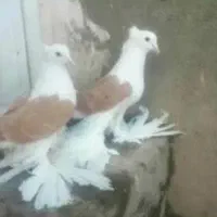 دوکت پاپر همه مدل