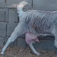 فروش بز شیرا|حیوانات مزرعه|بردسکن, |دیوار