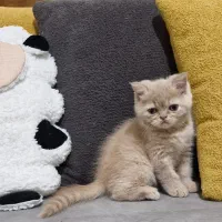 بچه گربه  اسکاتیش